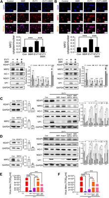 Berberine prevents lethal EV71 neurological infection in newborn mice